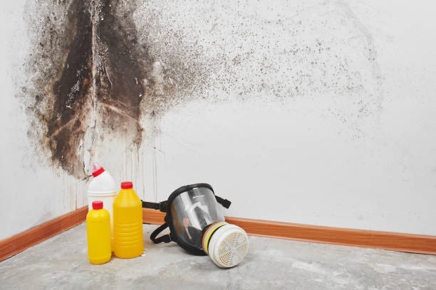 Best Mold Cleaning Services  in White River Junction, VT