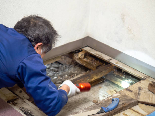 Certified Mold Removal in White River Junction, VT