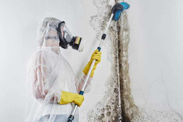 Best Residential Mold Removal  in White River Junction, VT