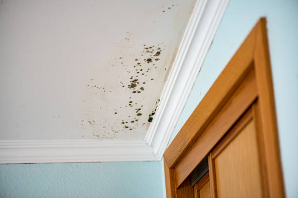 Best Office Mold Removal Services  in White River Junction, VT