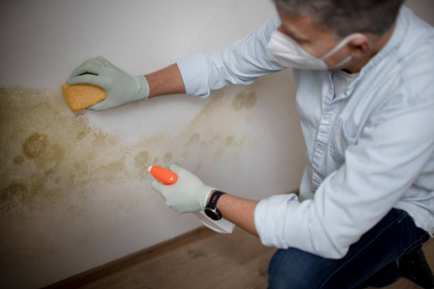 Best Professional Mold Removal  in White River Junction, VT