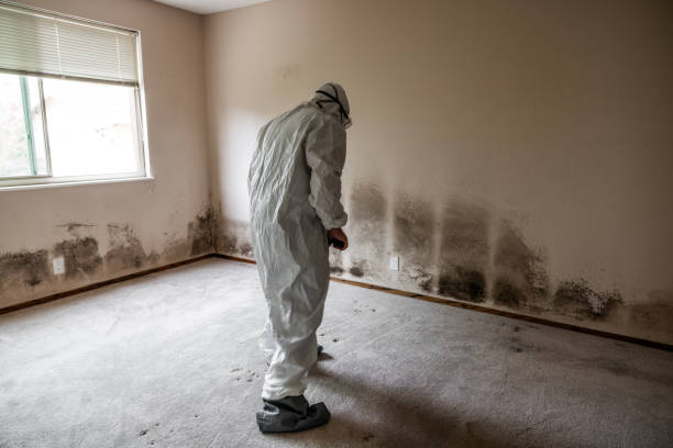Best Professional Mold Removal  in White River Junction, VT