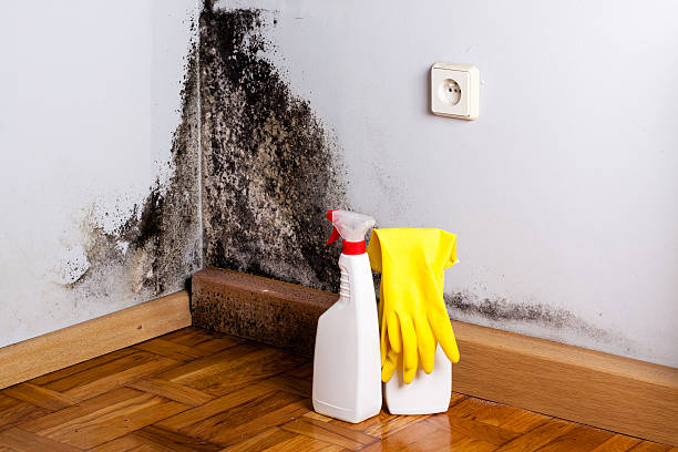 Best Mold Removal Company Near Me  in White River Junction, VT